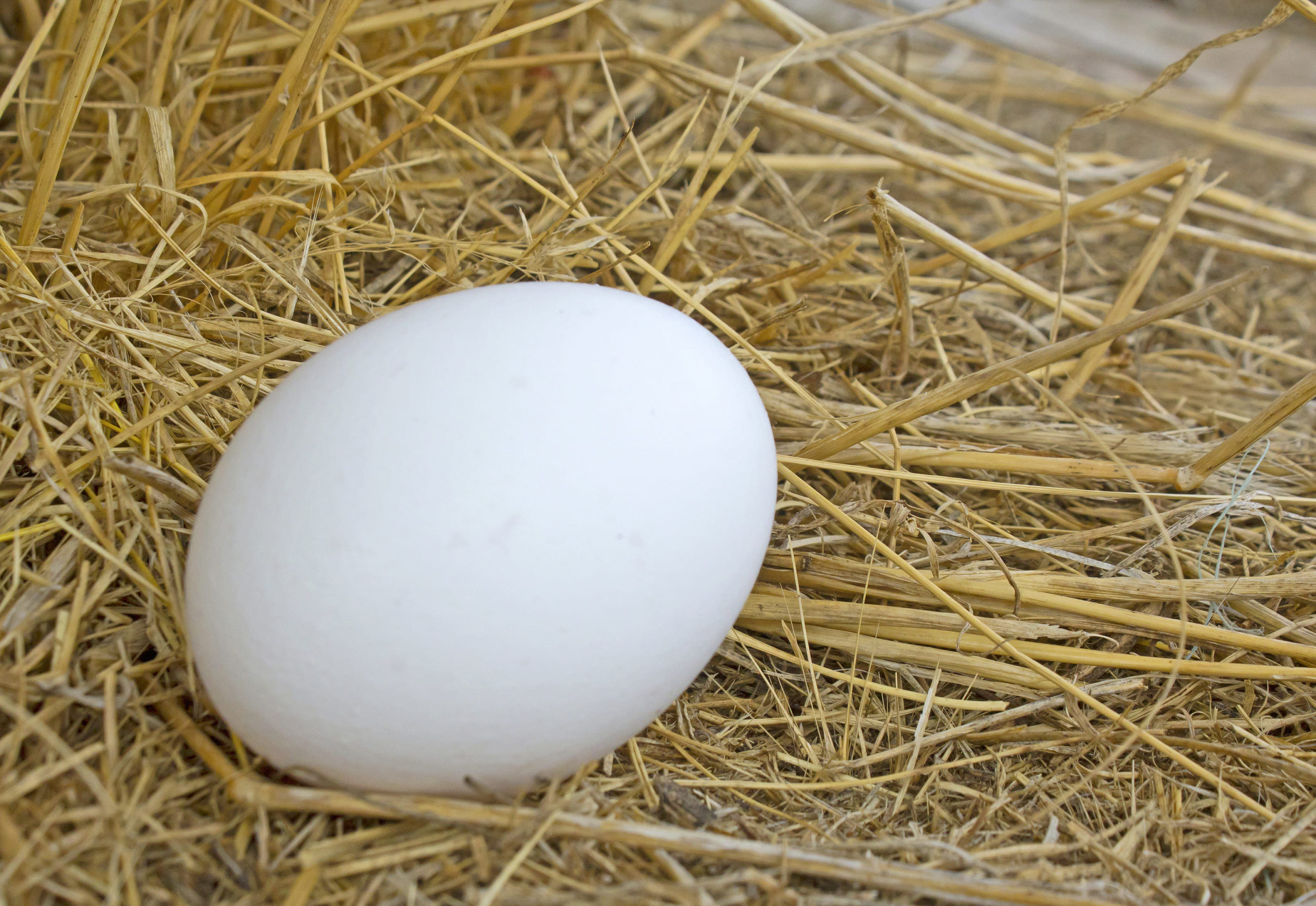 雞蛋是優質蛋白質來源